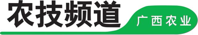 冬季小龙虾养殖攻略，确保经济效益的关键注意事项