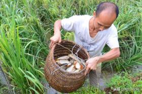 农村除了养猪赚钱外，这6个销路好的养殖项目，搞好了比种粮赚钱 